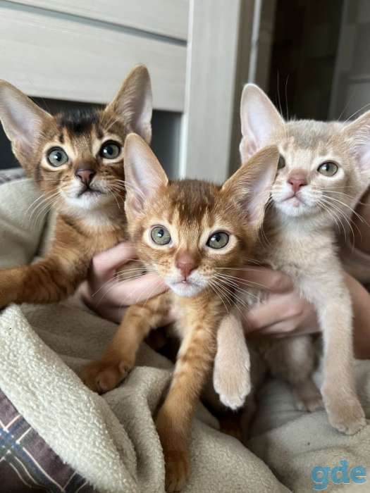 абиссинские котята, фотография 1