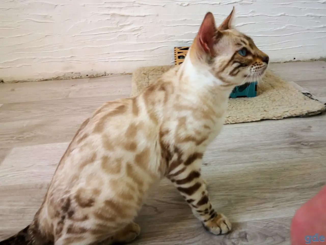 Бенгальские котята, фотография 3