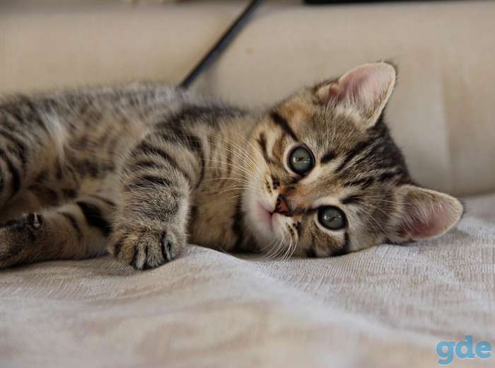 Британские короткошерстные котята, фотография 6