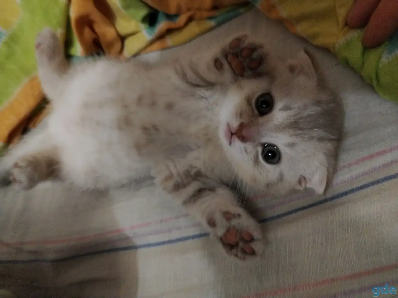 Котята шотландские вислоухие, фотография 2