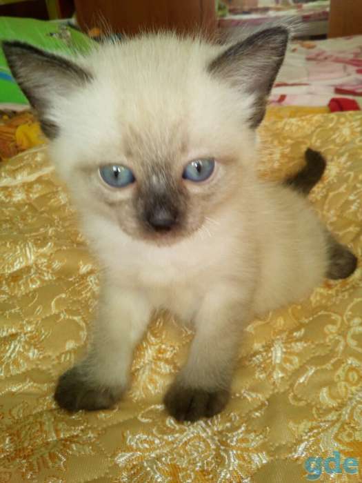 котята породы Венская Маскарадная, фотография 1