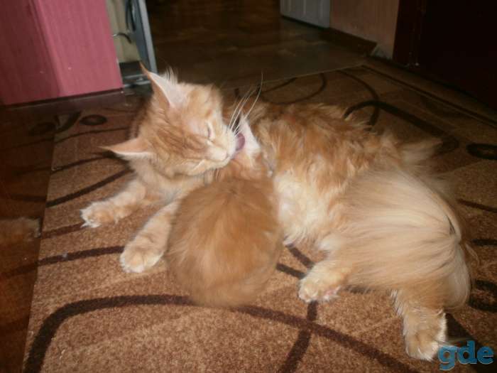 Котята Мейн-Кун, фотография 3