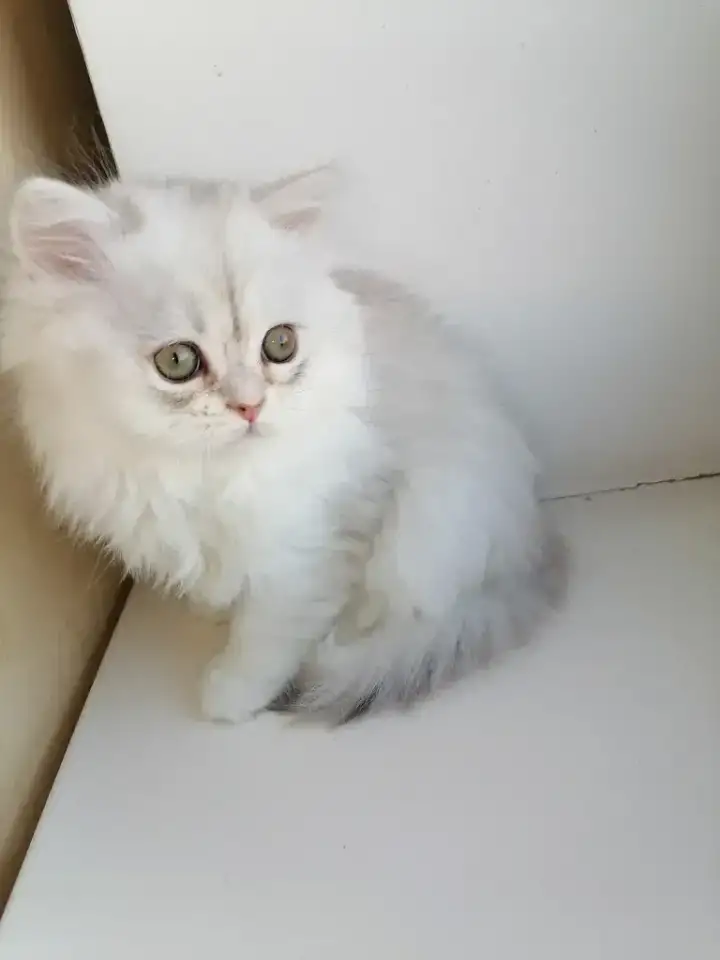 Британская кошечка, фотография 1