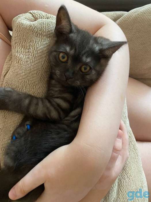 Британский короткошерстый котенок, фотография 8