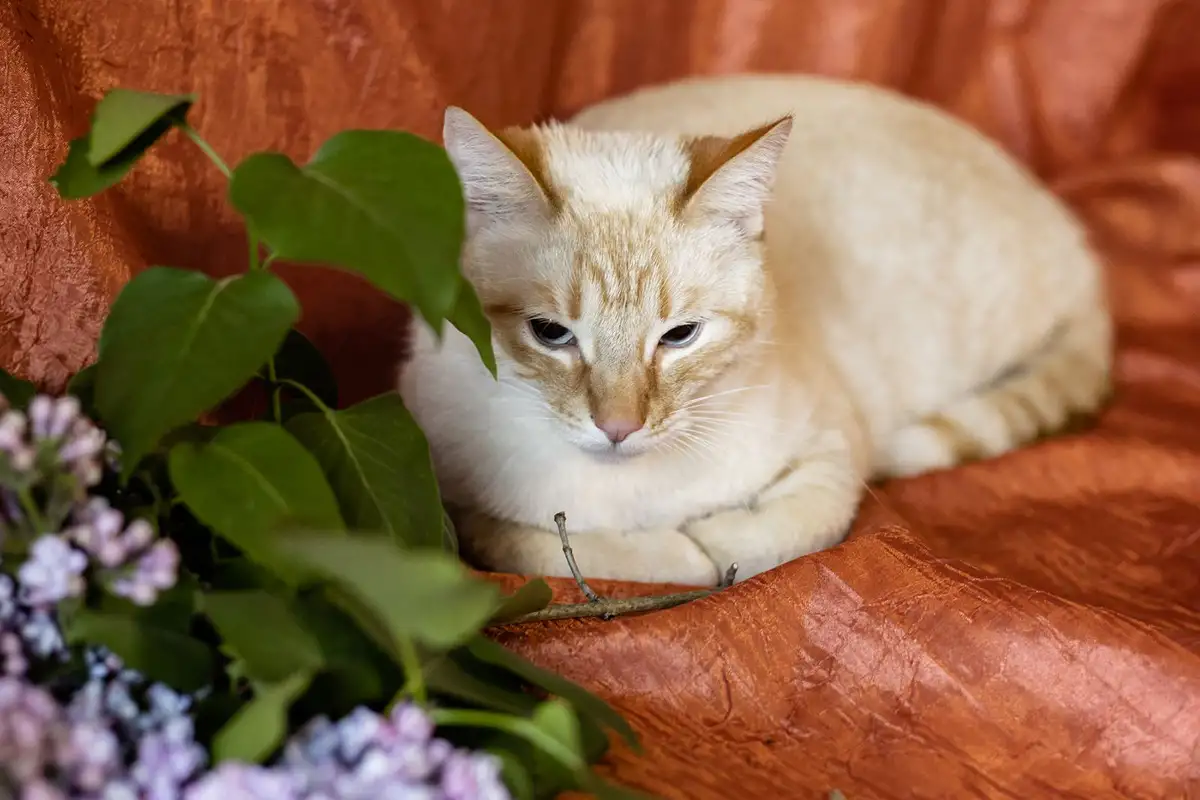 Нежный и красивый котик Беня в дар, фотография 3