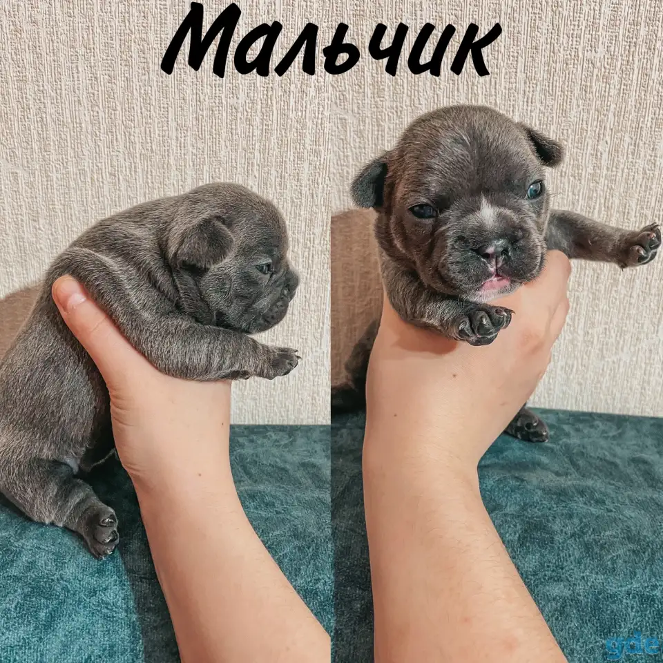 Французские булочки, фотография 10