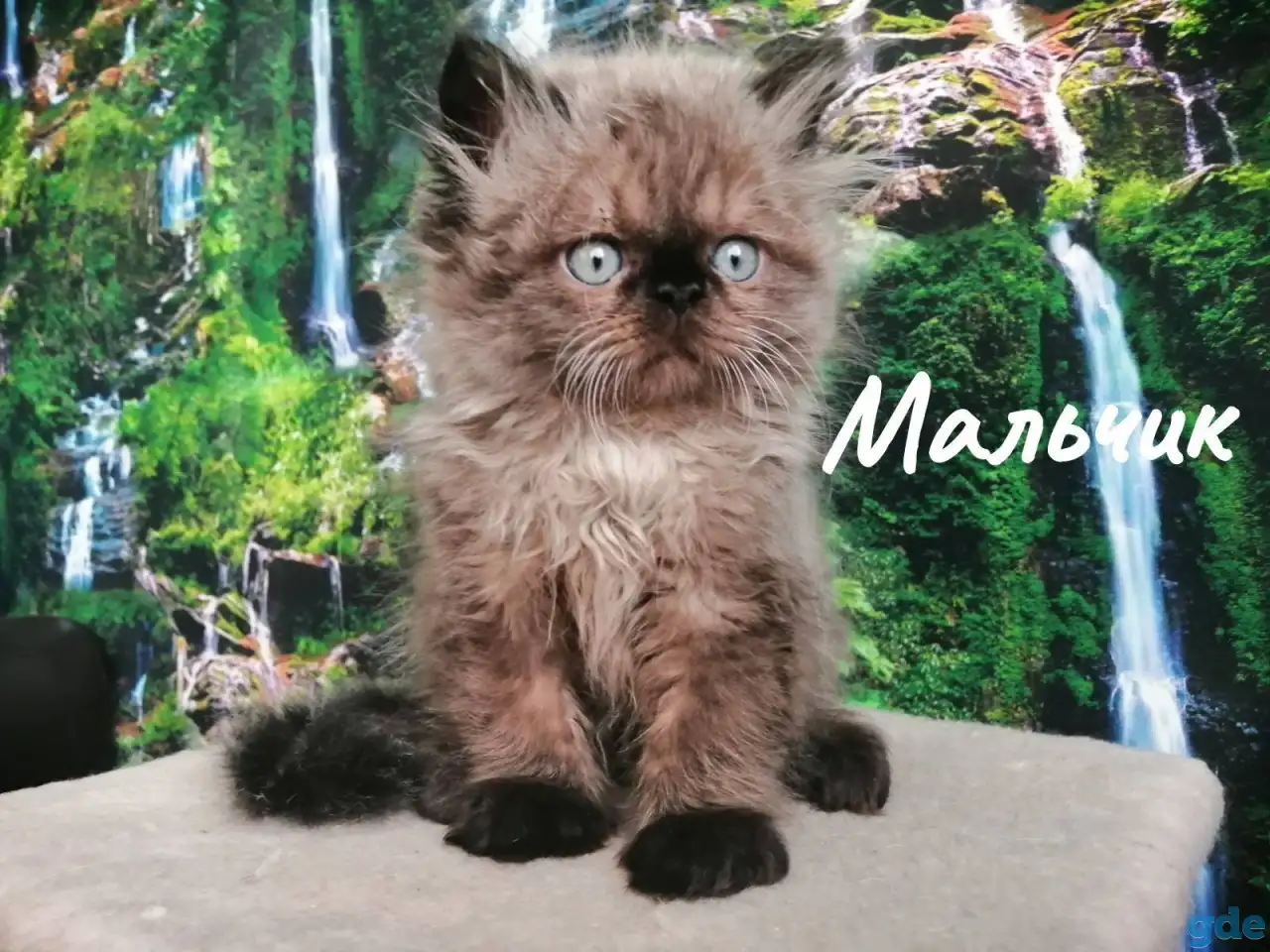 Продажа персидских котят, фотография 1