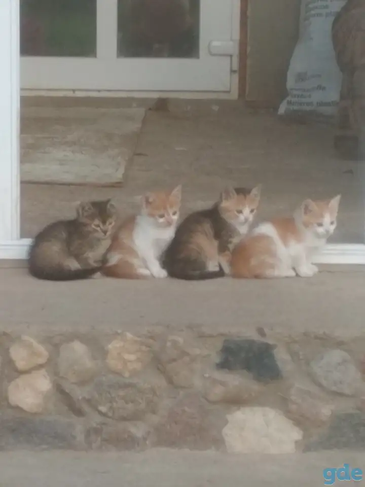 Котята в дар, фотография 4