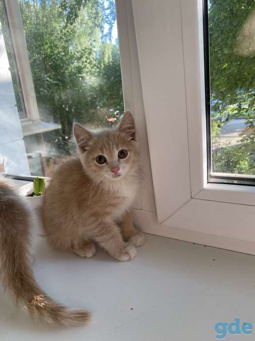 Котята в дар, фотография 5