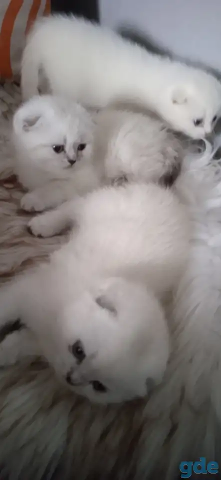 Шотландские котята, фотография 3