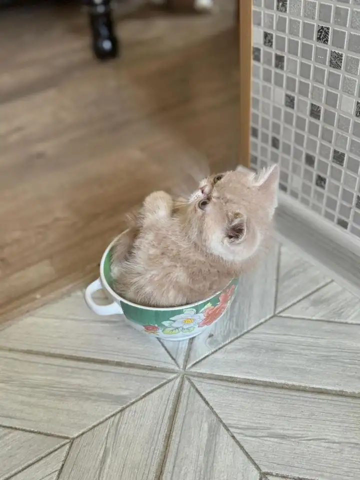 Экзотические котята, фотография 7