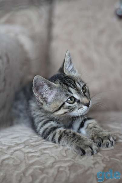 Котенок ищет дом, фотография 1