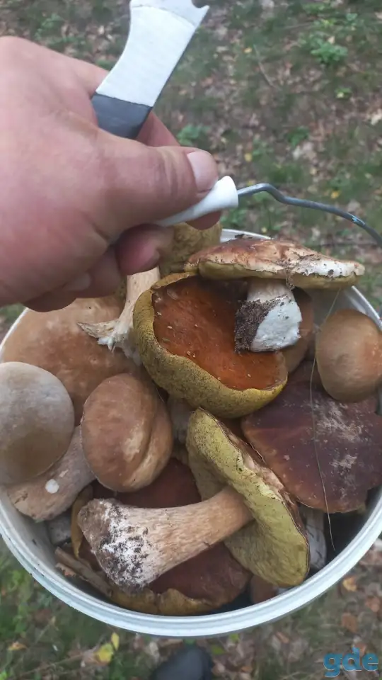 Чихуашки готовятся к продаже, фотография 2
