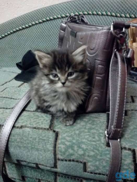 Котята, фотография 4