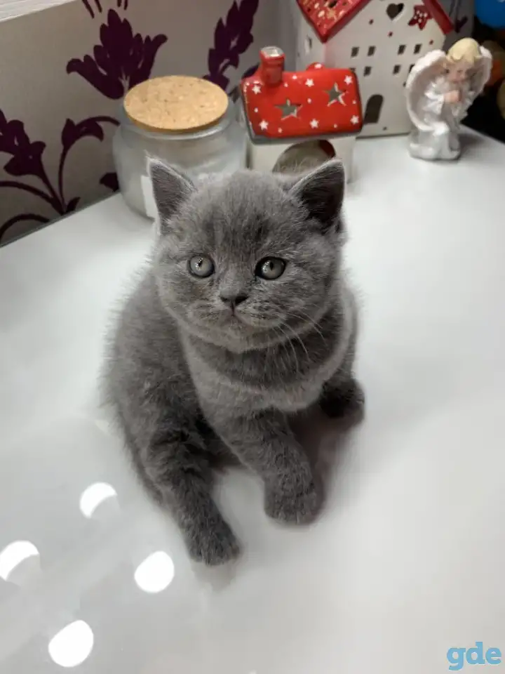 Британские котята., фотография 7