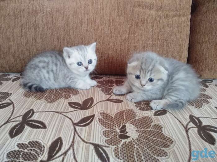 Вислоухие котята, фотография 6