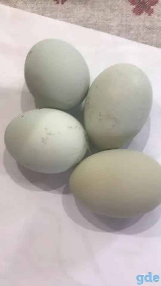 Продажа яиц, фотография 1
