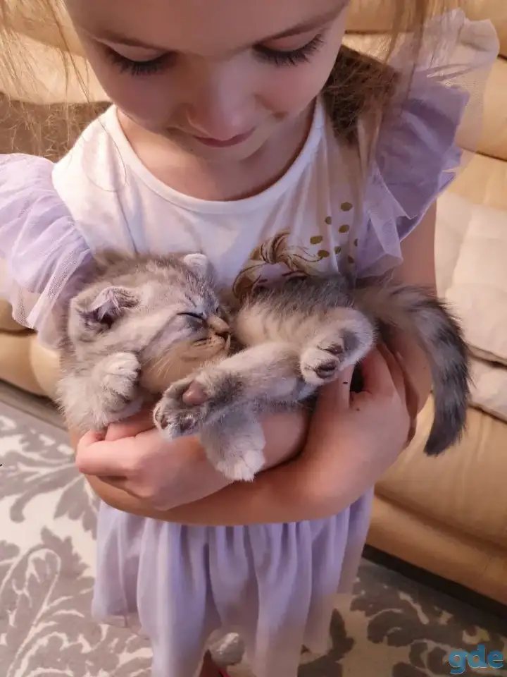 Котята, фотография 2