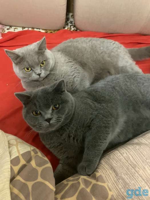 Продам шикарных британских котят, фотография 5