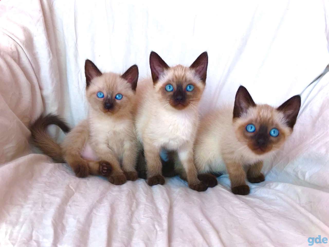 Тайские котята.Сиамские котята., фотография 3
