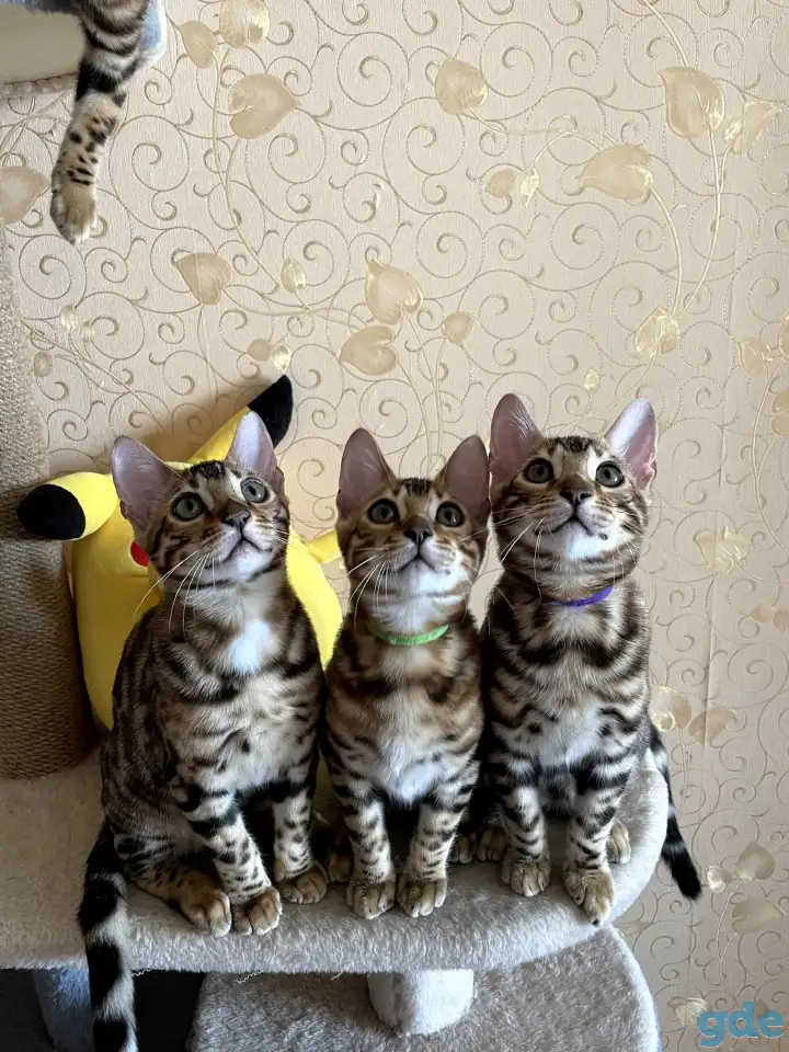 Бенгальские котята, фотография 2