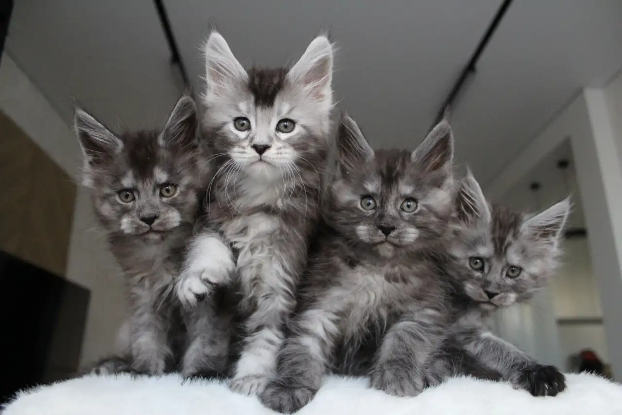 Котята мейн-кун!, фотография 5