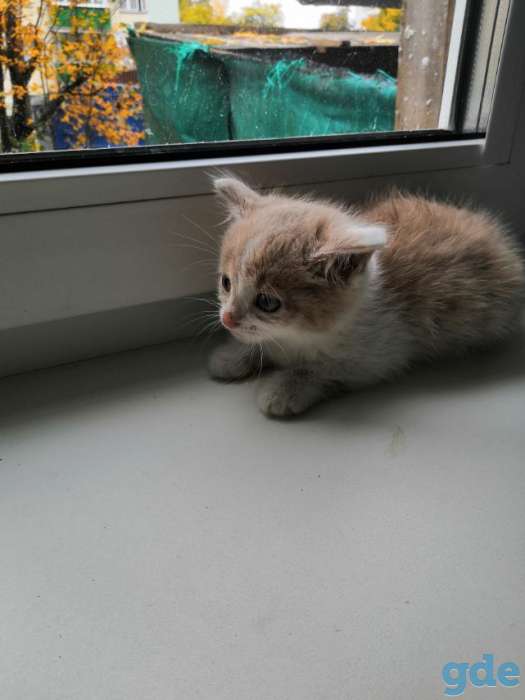 Котенок в дар, фотография 5