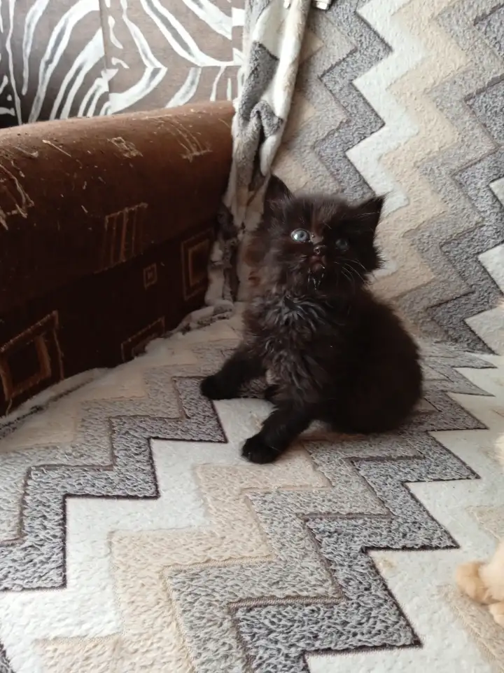 Котята сибирские, фотография 4