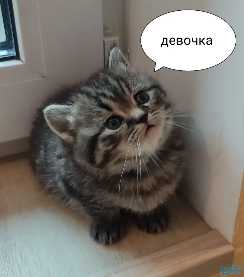 Скотиш страйт, фотография 7