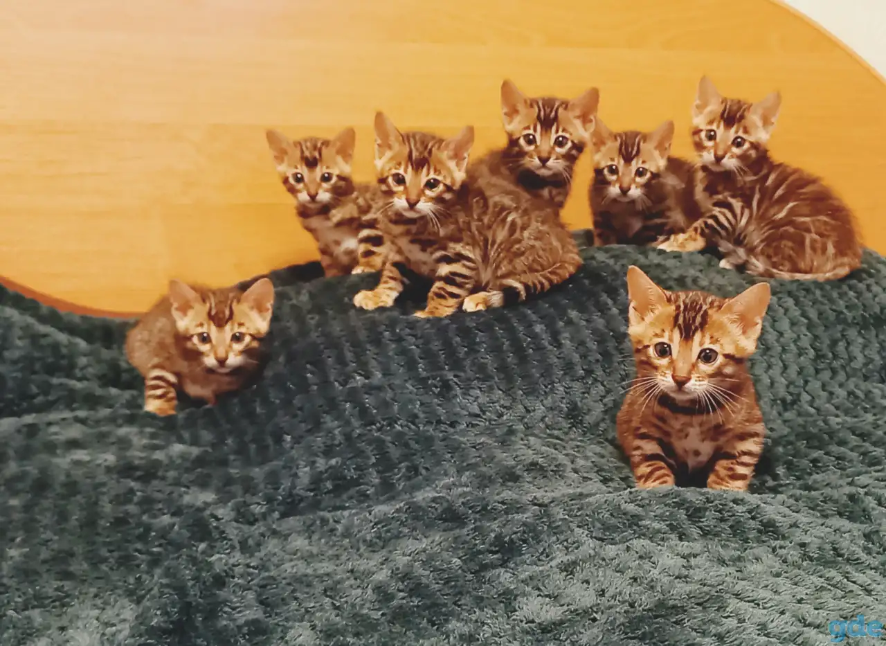 Бенгальские котята, фотография 4