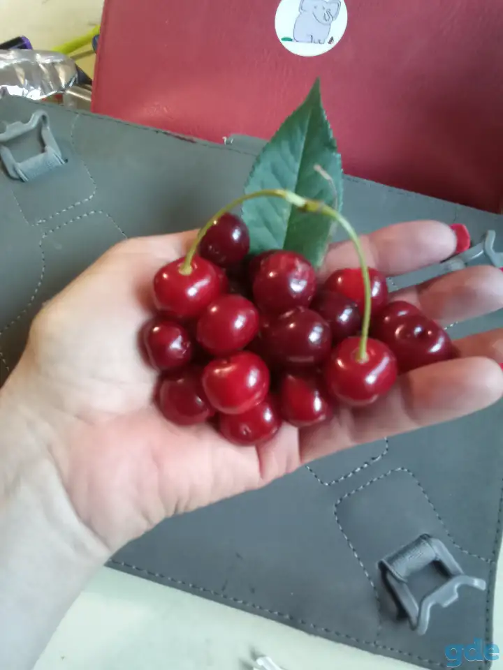 Продам вишню, фотография 2
