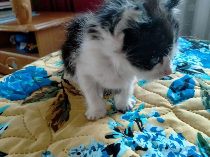 Нашли котёнка (мальчик) отдадим в хорошие руки даром себе оставить не можем так как есть уже две кошки, фотография 1