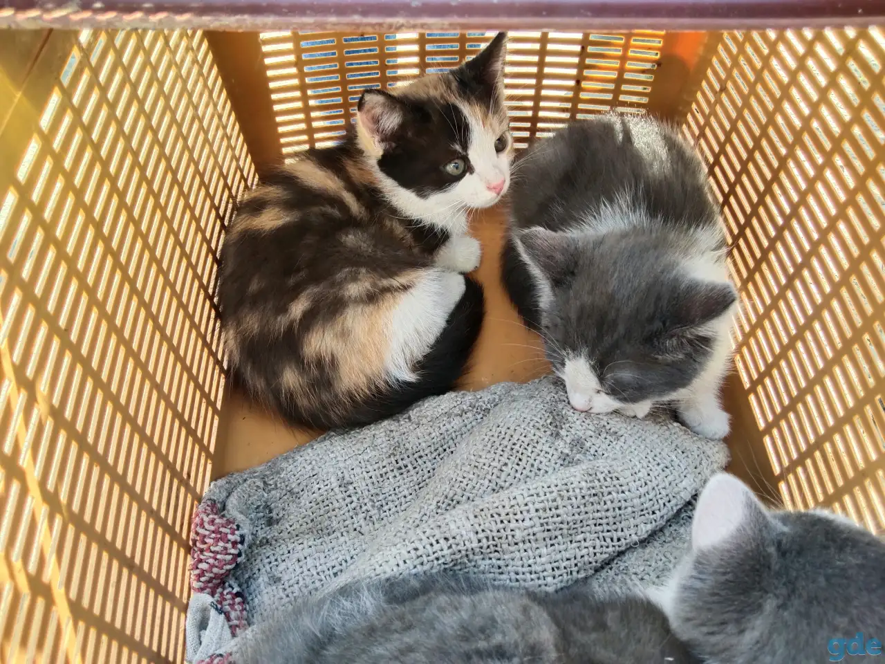 Котята девочки бесплатно, фотография 3