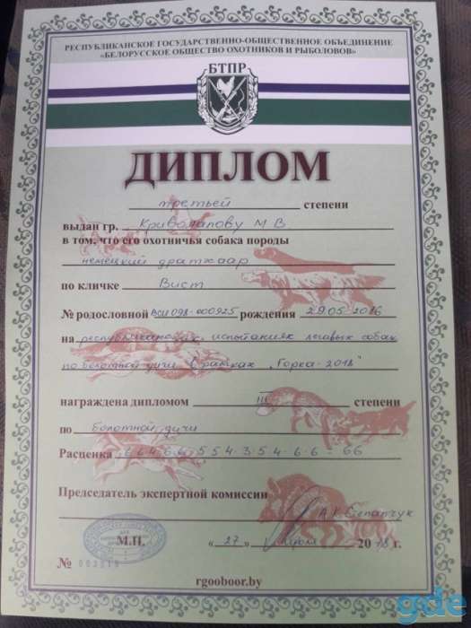 Щенки дратхаара, фотография 7
