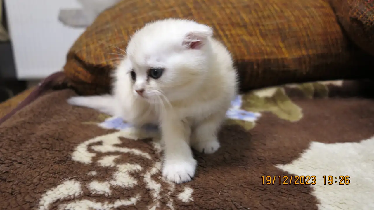 Шотландские котята, фотография 5