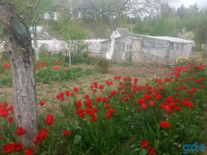 Продам Дачу, Садовое товарищество Родник-2 (д.Берестеново), 15км от Орши, фотография 7