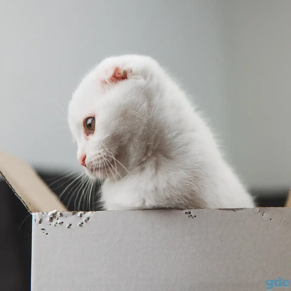 Шотландские котята, фотография 2