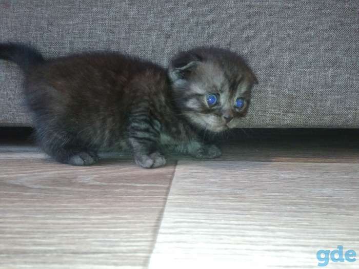 Шотландские котята, фотография 6