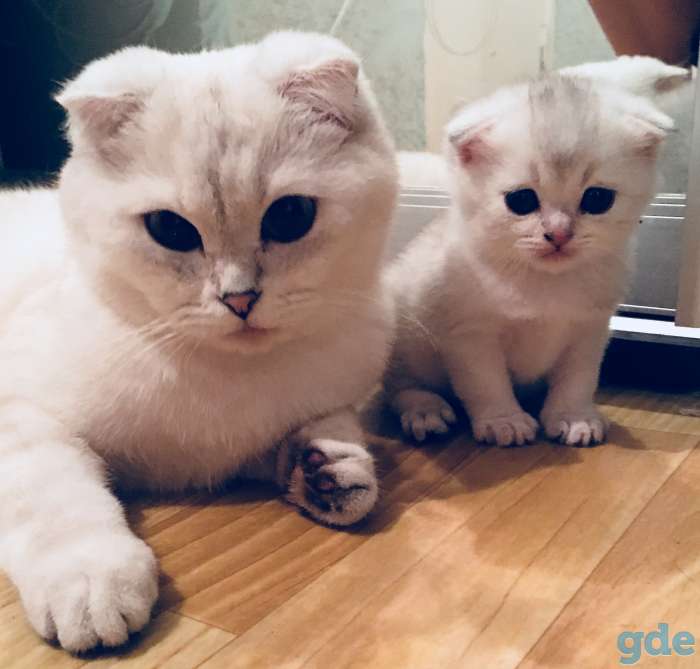 Шотландские котята, фотография 1