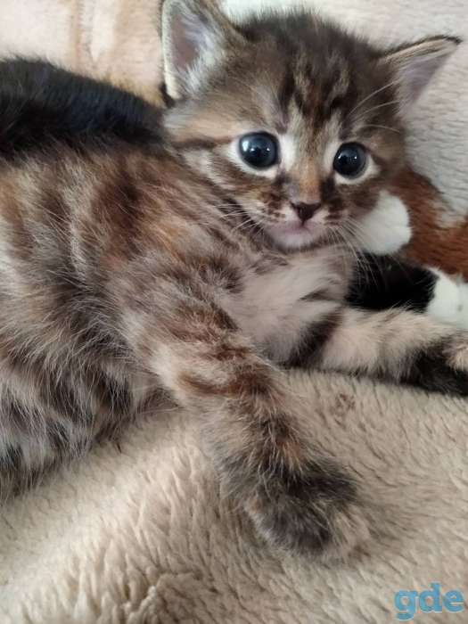Отдам котят в хорошие руки, фотография 2