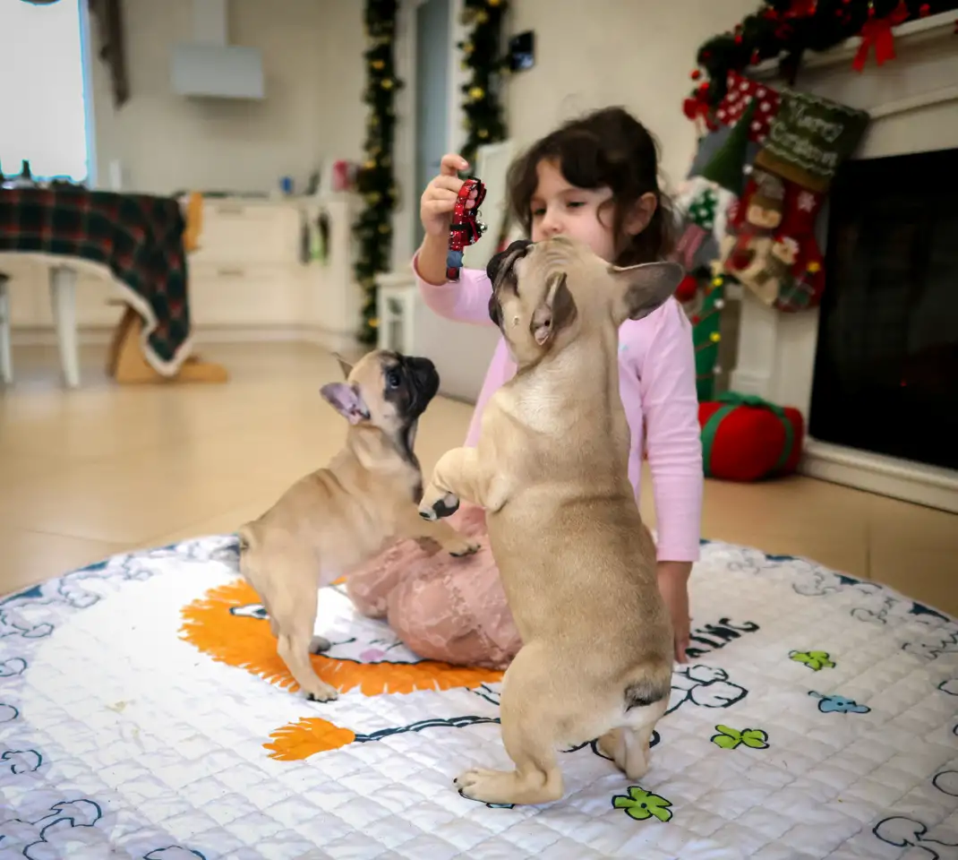 Французский бульдог девочка, фотография 6