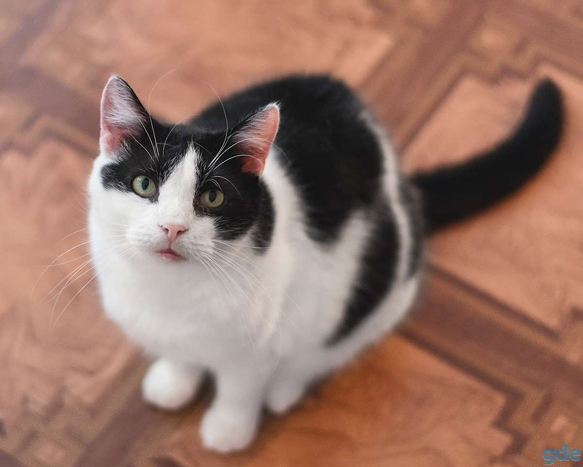Тосик ласковый котик в дар, фотография 1
