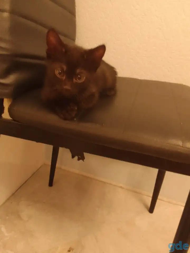 Котята в дар, фотография 5