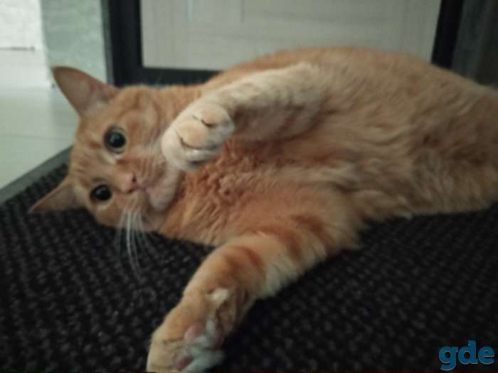 Добрый котяра в дар, фотография 3