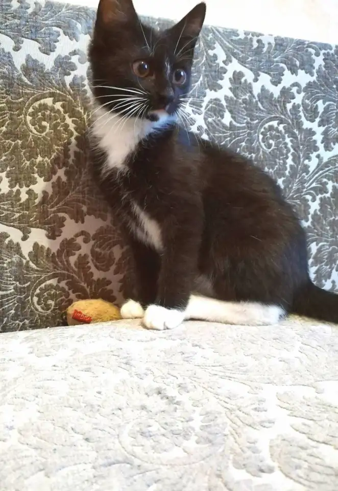 Котёнок ВАСИЛЕК ищет дом, фотография 3