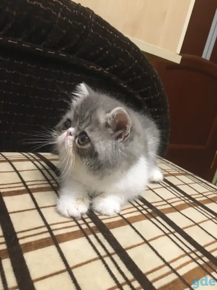 Экзотические короткошёрстные котята, фотография 2