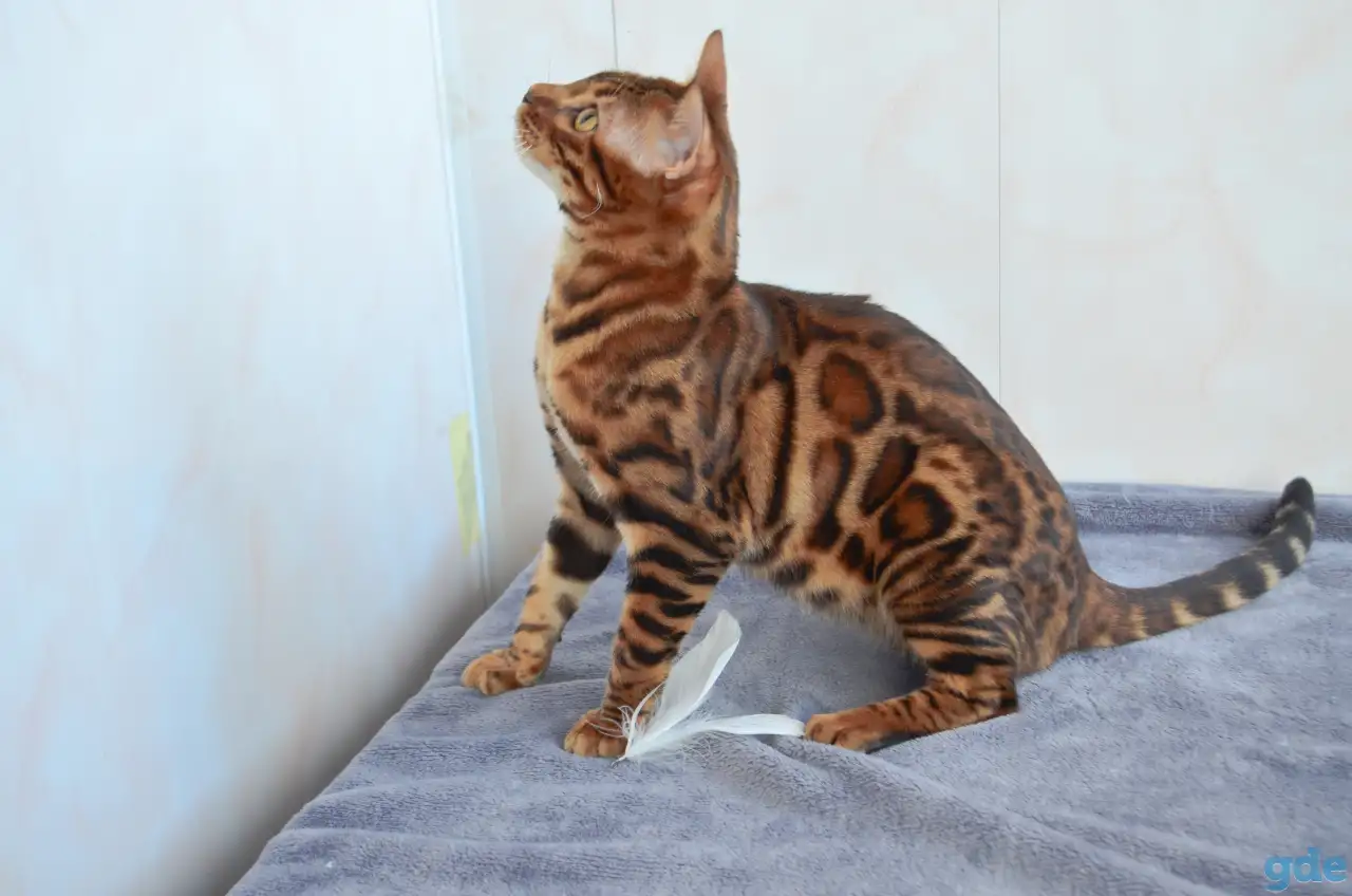 Бенгальский котенок подрощенный мальчик, фотография 8