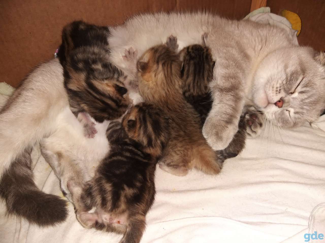 Продам шотландских вислоухих котят, фотография 12