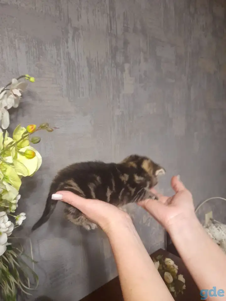 котята шотландские (страйт,фолд), фотография 3