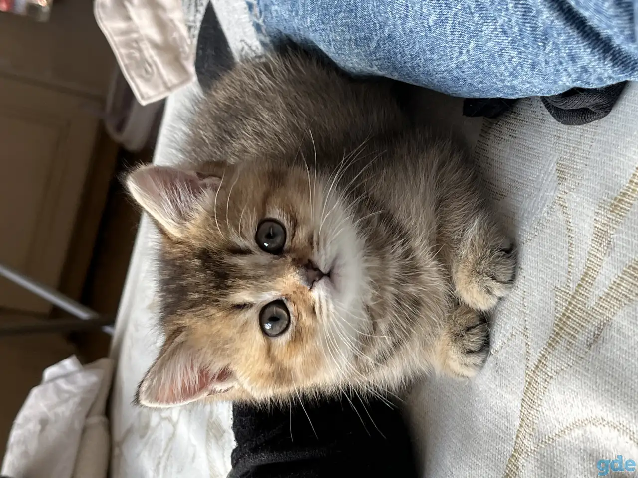 Котята Шотландские вислоухие, фотография 5